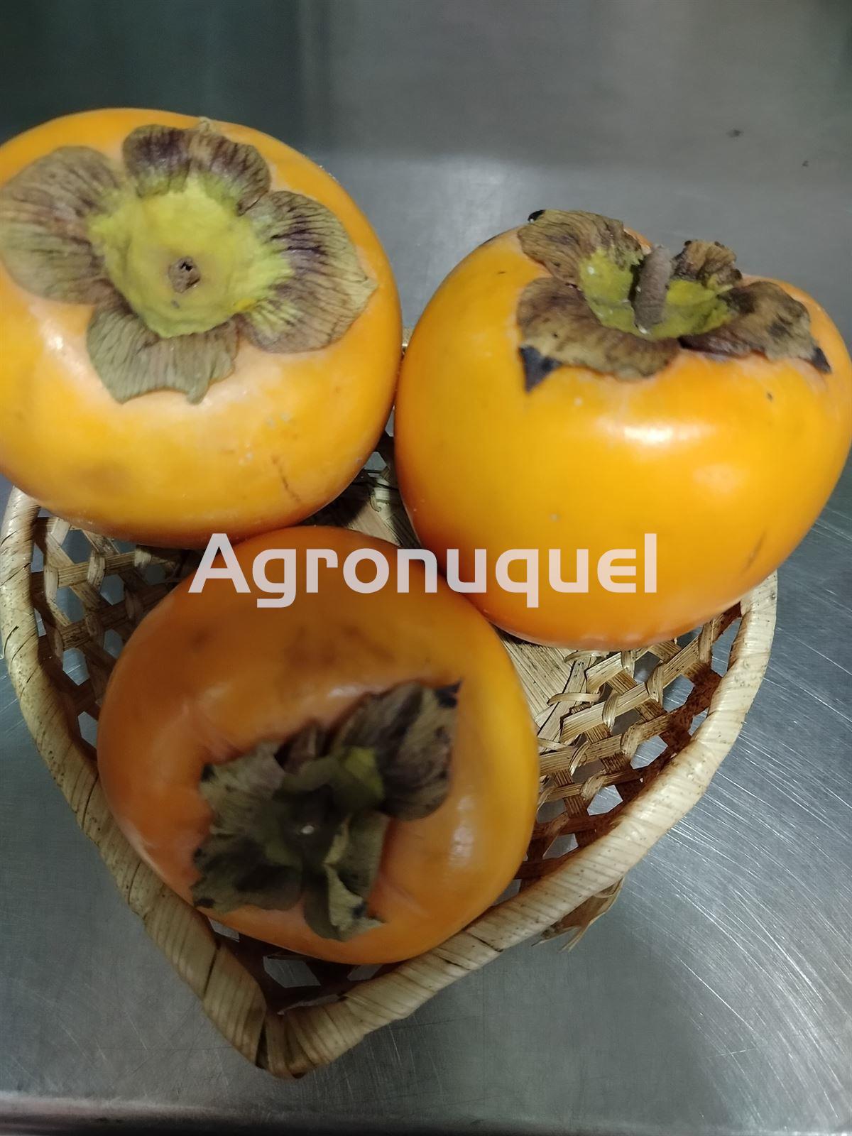 Kaki- Caqui - Imagen 1