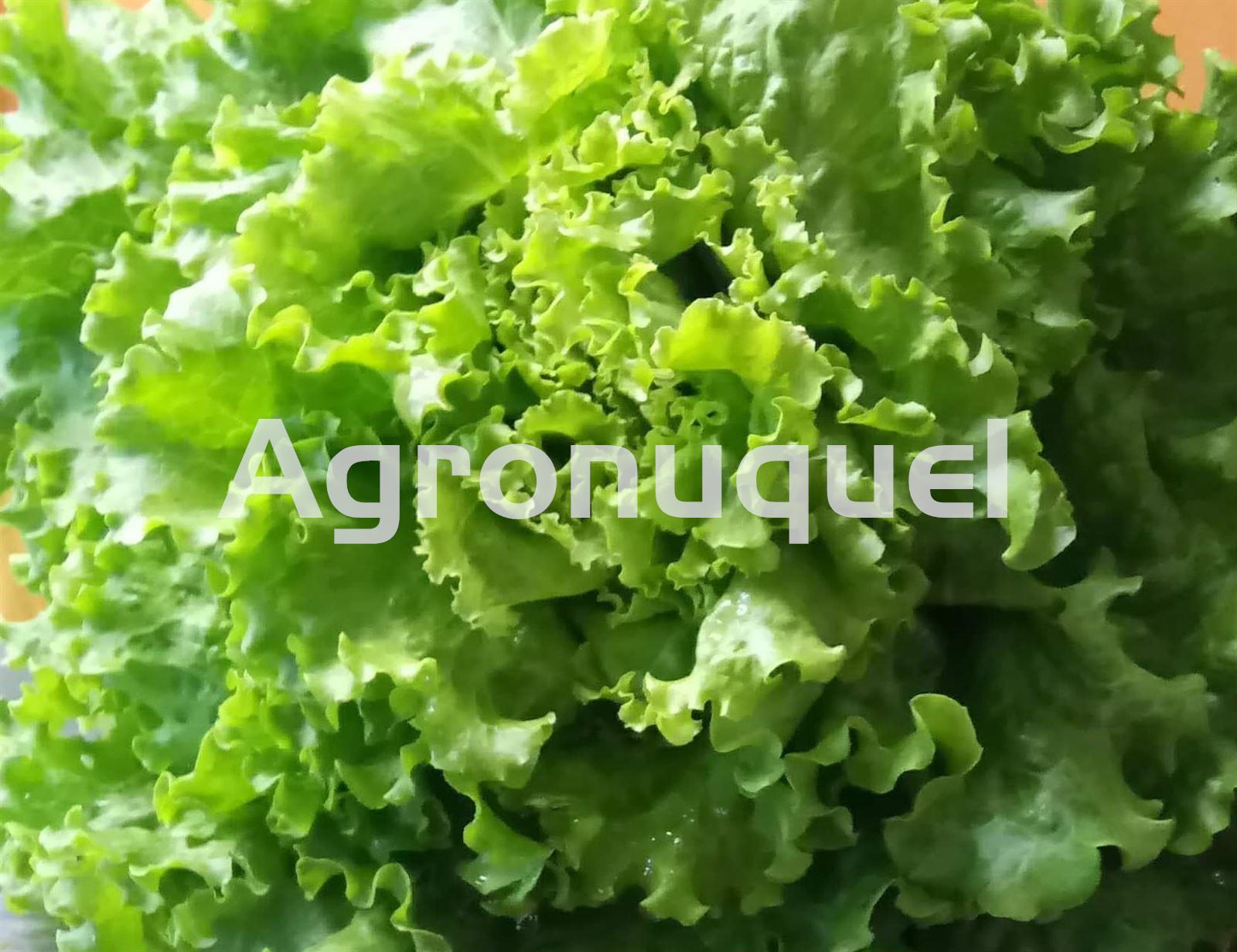 LECHUGA ECOLOGICA - Imagen 1