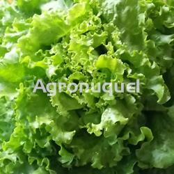 LECHUGA ECOLOGICA - Imagen 1