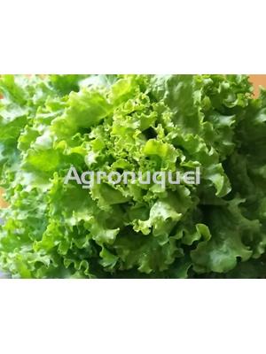 LECHUGA ECOLOGICA - Imagen 1