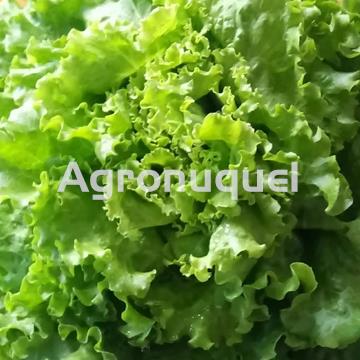 LECHUGA ECOLOGICA - Imagen 1