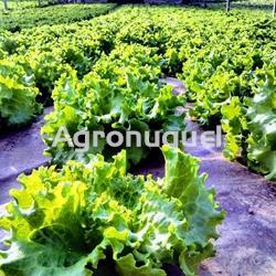 LECHUGA ECOLOGICA - Imagen 2