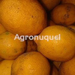 LIMÓN ECOLÓGICO - Imagen 1