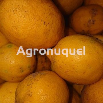 LIMÓN ECOLÓGICO - Imagen 1