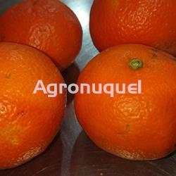 MANDARINA ECOLÓGICA - Imagen 1