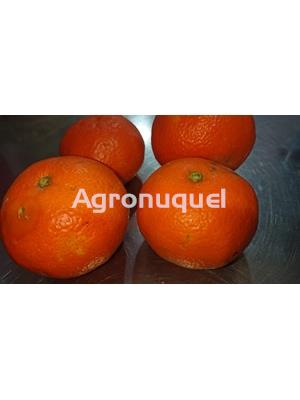 MANDARINA ECOLÓGICA - Imagen 1