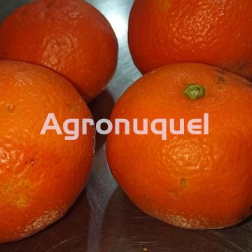 MANDARINA ECOLÓGICA - Imagen 1