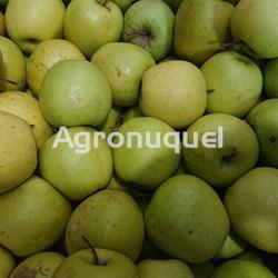 MANZANA GOLDEN   ECOLÓGICA - Imagen 1