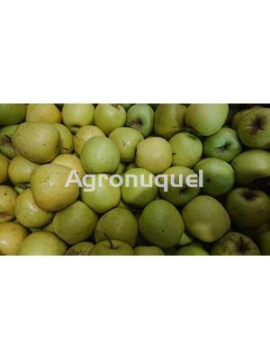 MANZANA GOLDEN   ECOLÓGICA - Imagen 1