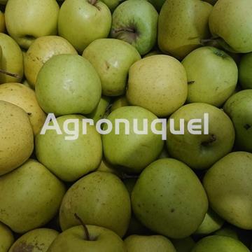 MANZANA GOLDEN   ECOLÓGICA - Imagen 1