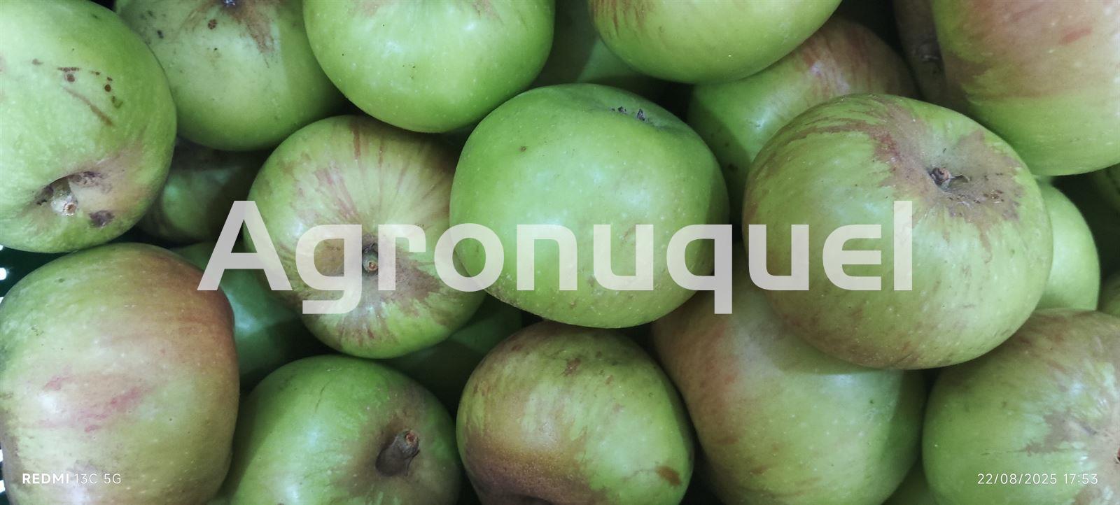 MANZANA PRÍNCIPE - Imagen 1