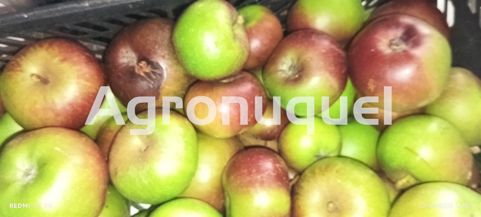 MANZANA REINETA - Imagen 1
