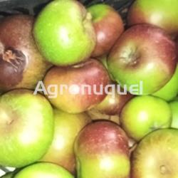 MANZANA REINETA - Imagen 1