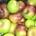 MANZANA REINETA - Imagen 1