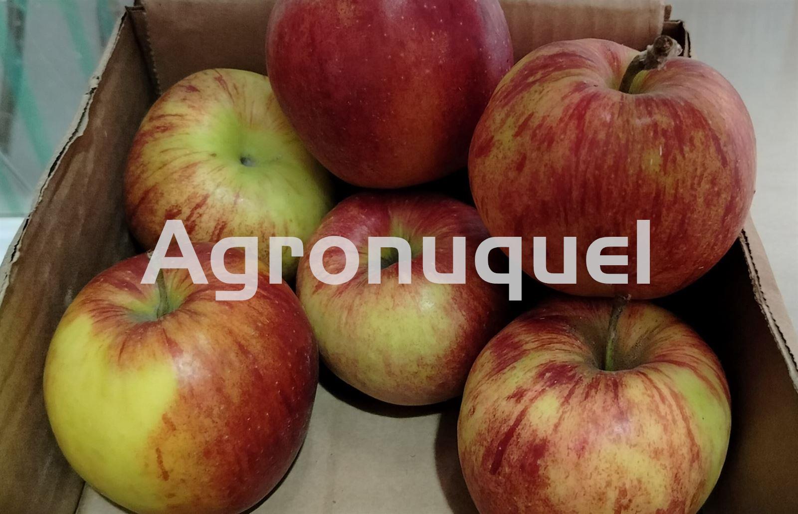 MANZANA ROJA - Imagen 1