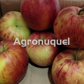 MANZANA ROJA - Imagen 1