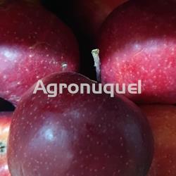 MANZANA ROYAL GALA ECOLÓGICA - Imagen 1