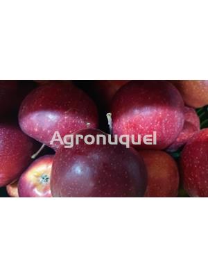 MANZANA ROYAL GALA ECOLÓGICA - Imagen 1