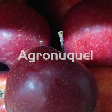 MANZANA ROYAL GALA ECOLÓGICA - Imagen 1