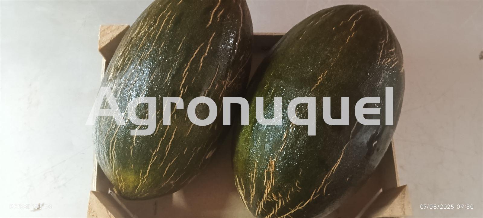 MELÓN - Imagen 1