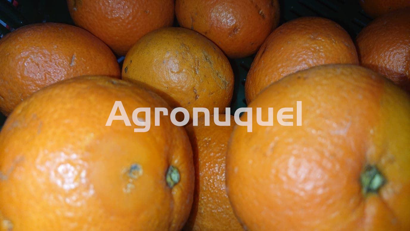 NARANJA ECOLÓGICA - Imagen 1