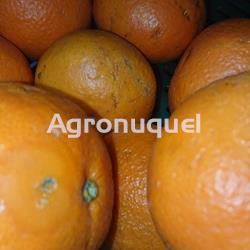 NARANJA ECOLÓGICA - Imagen 1