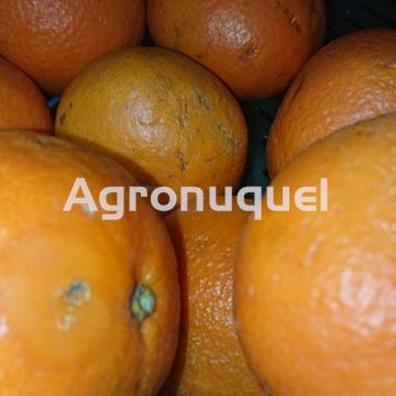 NARANJA ECOLÓGICA - Imagen 1