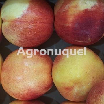 NECTARINA/PELADILLO - Imagen 1
