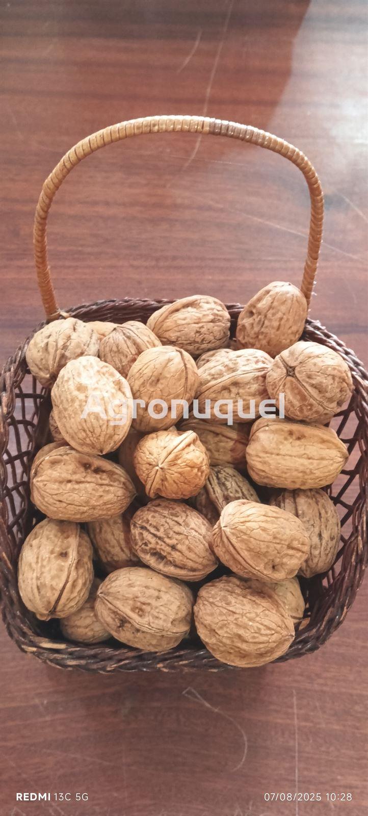 NUECES - Imagen 1