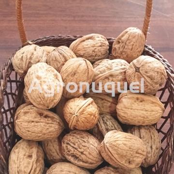 NUECES - Imagen 1