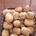 NUECES - Imagen 1