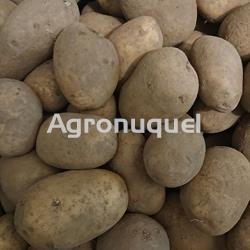 PATATA ECOLOGICA - Imagen 1