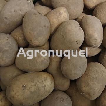 PATATA ECOLOGICA - Imagen 1