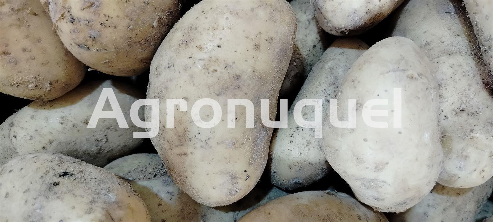 PATATA NUEVA - Imagen 1