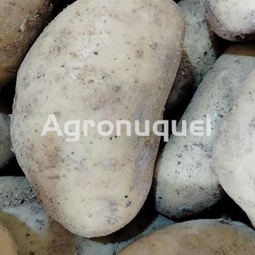 PATATA NUEVA - Imagen 1