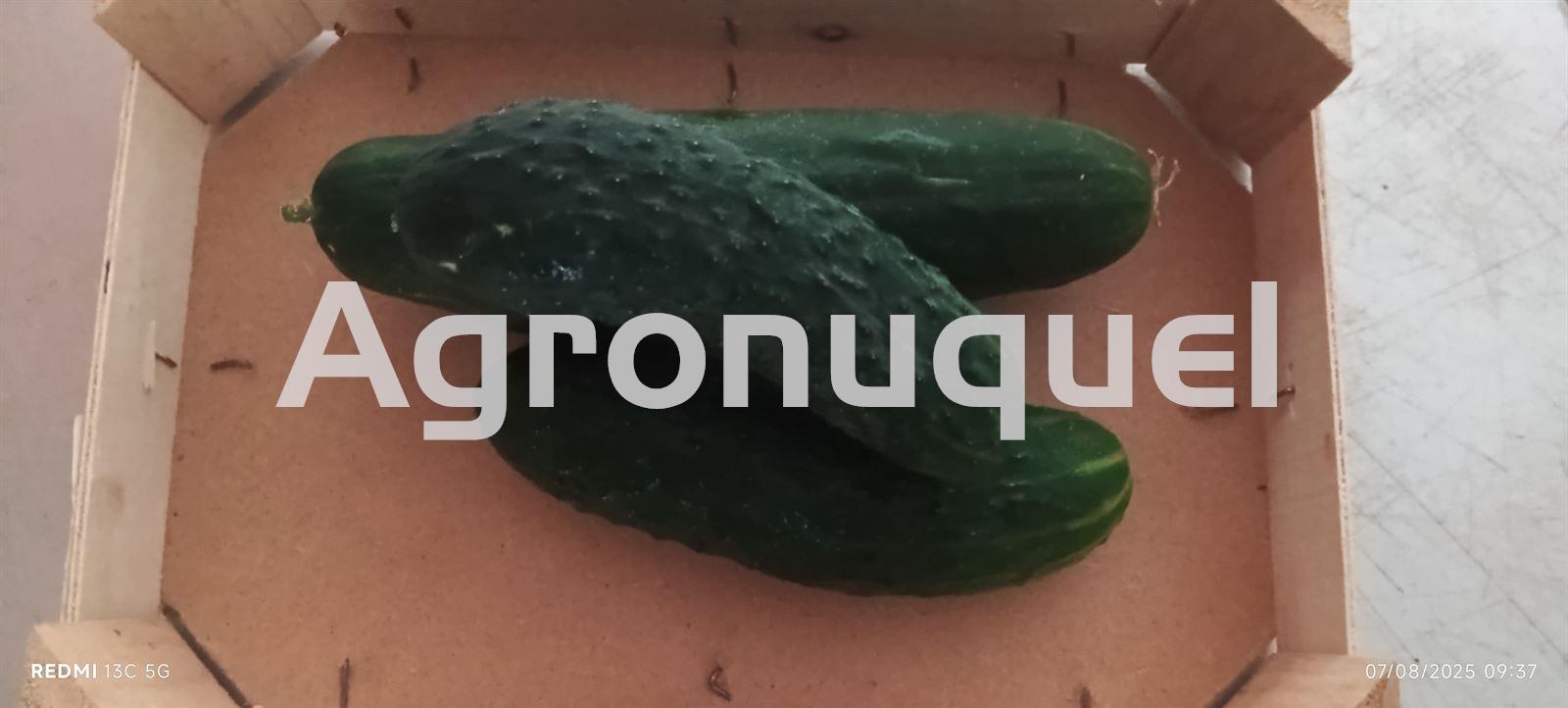 PEPINO - Imagen 1