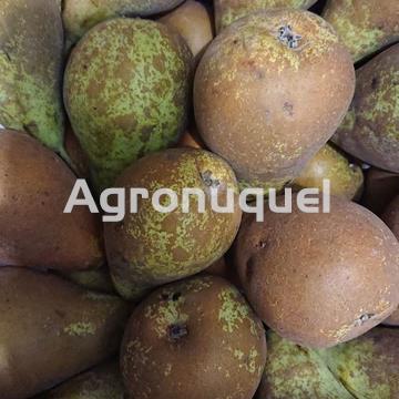 PERA CONFERENCIA ECOLÓGICA - Imagen 1