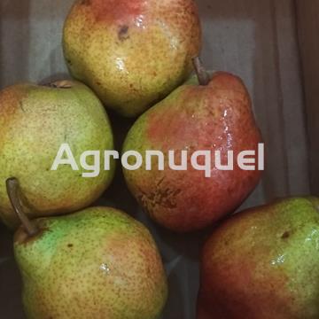 PERA ROJA - Imagen 1