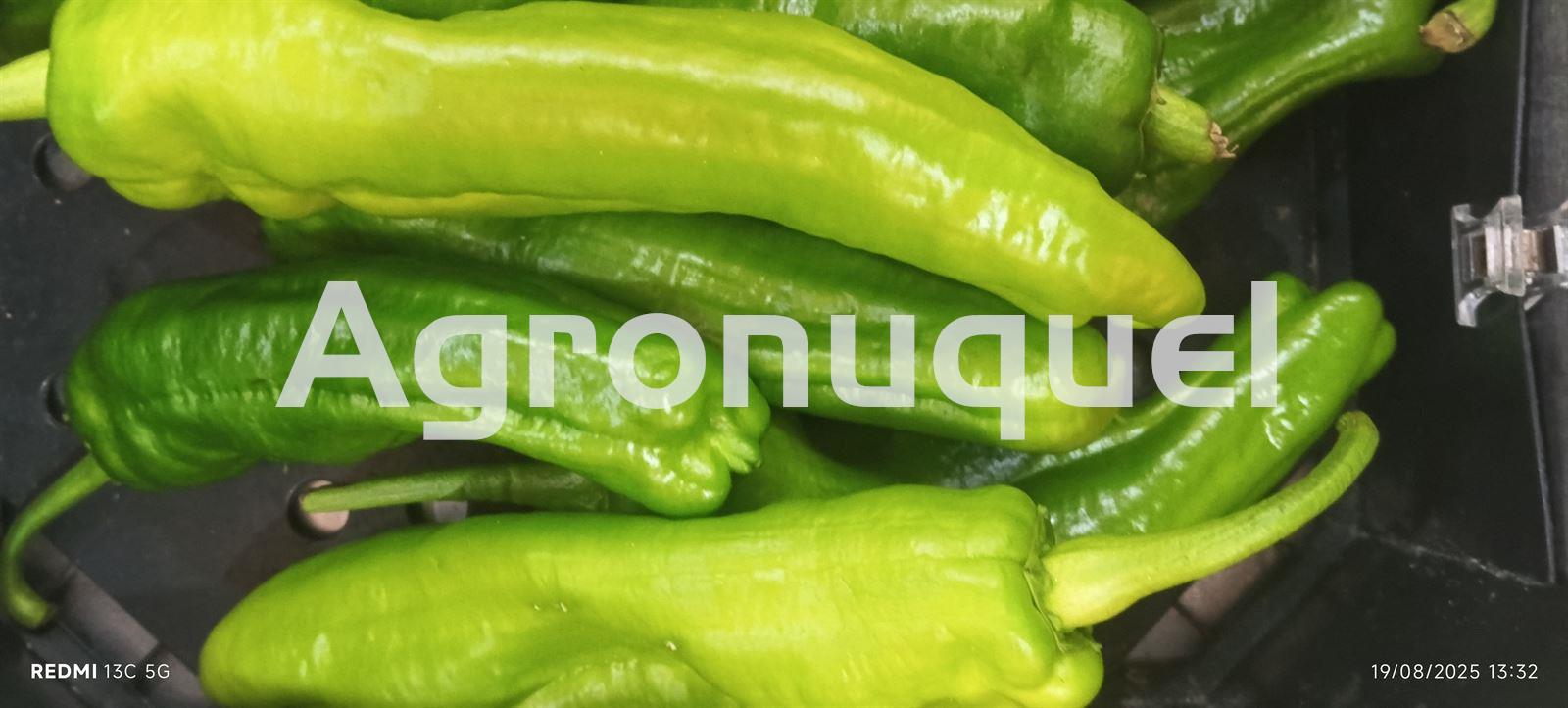PIMIENTO ITALIANO ECOLÓGICO - Imagen 1