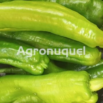 PIMIENTO ITALIANO ECOLÓGICO - Imagen 1