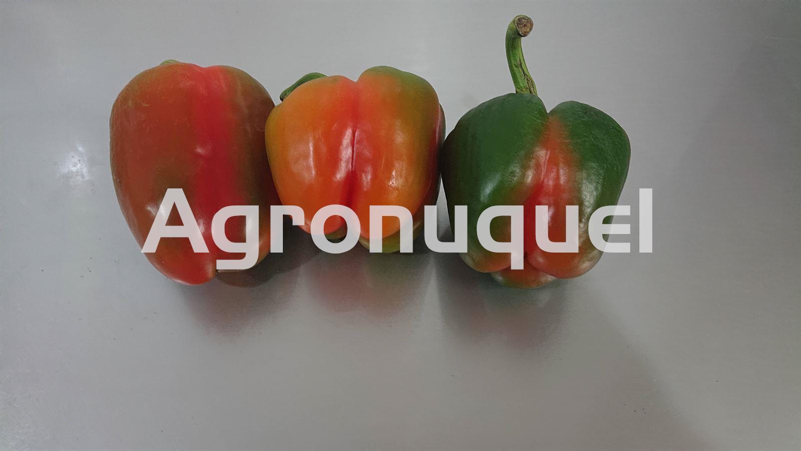 PIMIENTO MORRON ECOLOGICO - Imagen 1