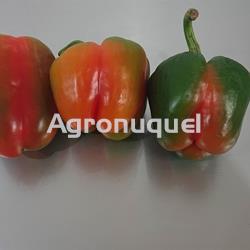 PIMIENTO MORRON ECOLOGICO - Imagen 1