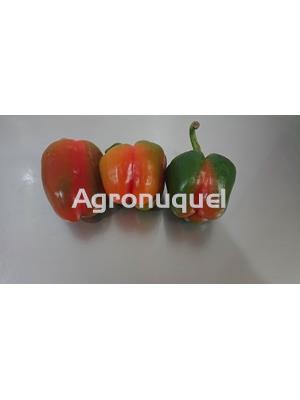PIMIENTO MORRON ECOLOGICO - Imagen 1