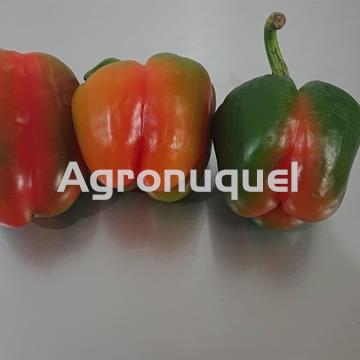 PIMIENTO MORRON ECOLOGICO - Imagen 1