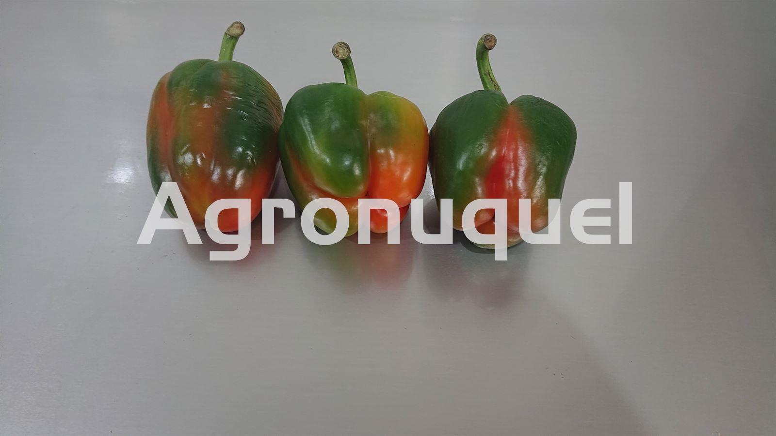 PIMIENTO MORRON ECOLOGICO - Imagen 2