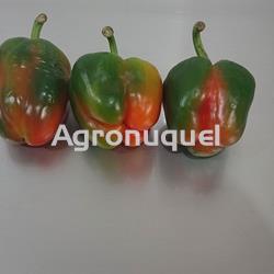 PIMIENTO MORRON ECOLOGICO - Imagen 2