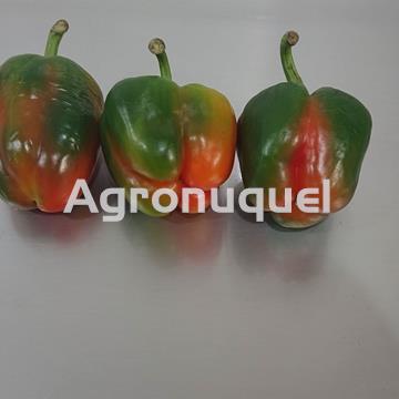 PIMIENTO MORRON ECOLOGICO - Imagen 2