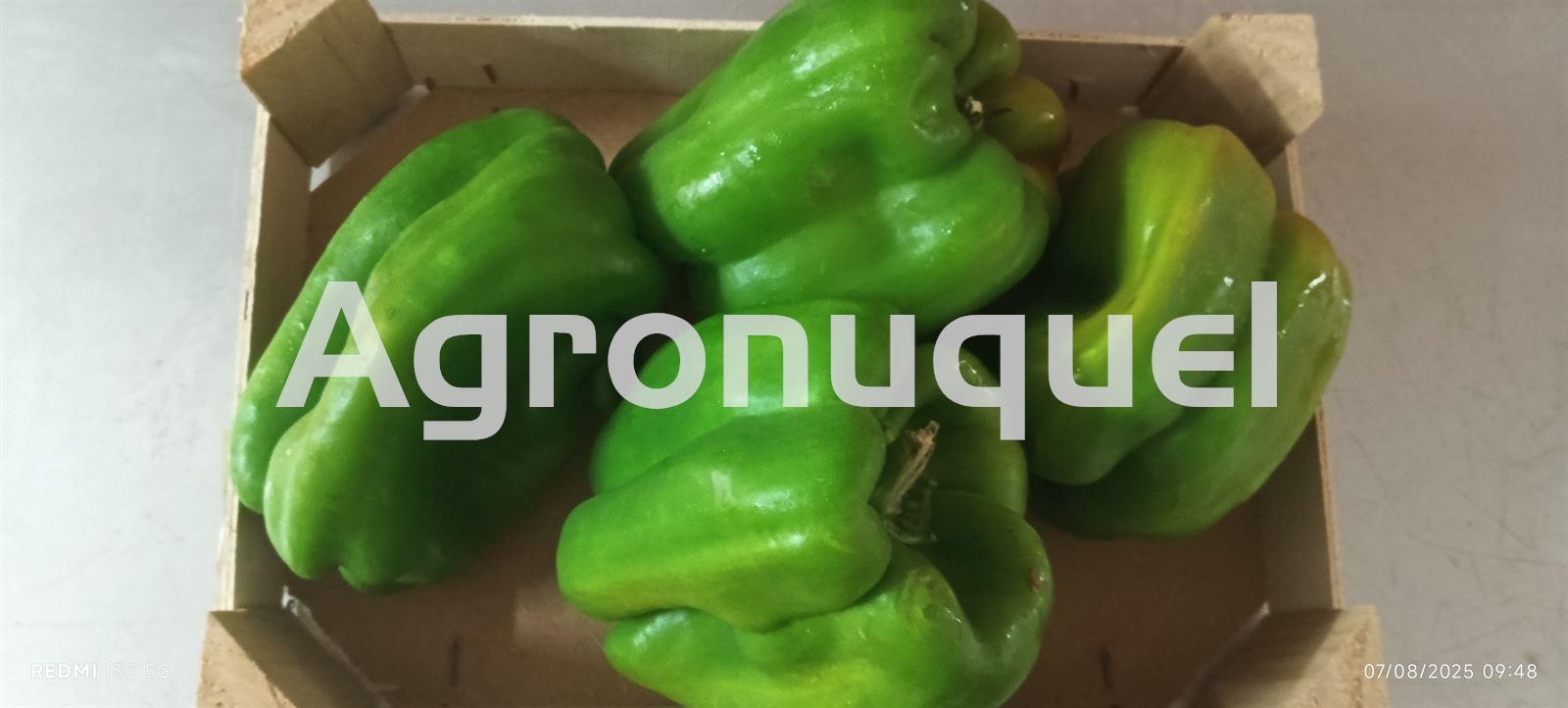 PIMIENTOS MORRÓN VERDES - Imagen 1