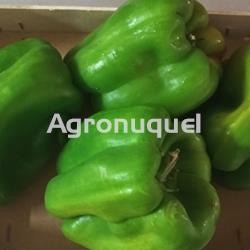 PIMIENTOS MORRÓN VERDES - Imagen 1
