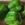 PIMIENTOS MORRÓN VERDES - Imagen 1